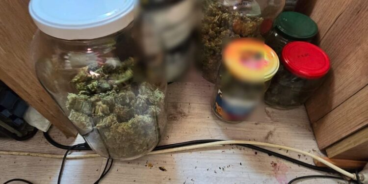 Plantacja marihuany zlikwidowana