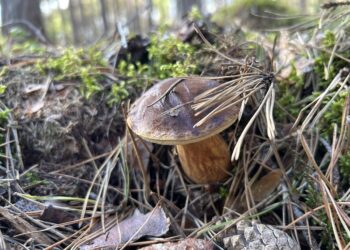 Grzybobranie może skończyć