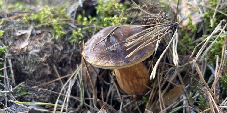 Grzybobranie może skończyć