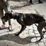 Kobieta odpowie za znęcanie