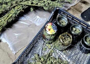 Bracia uprawiali marihuanę