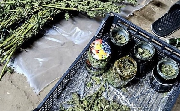 Bracia uprawiali marihuanę