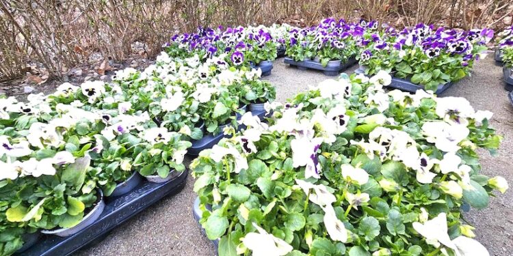 Ponad siedem tysięcy bratków i stokrotek – miasto w wiosennej aurze