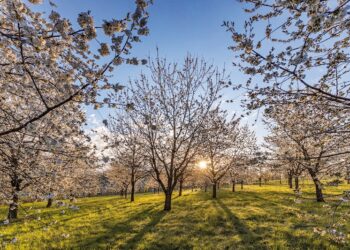 Arboretum Wojsławice bądź tam